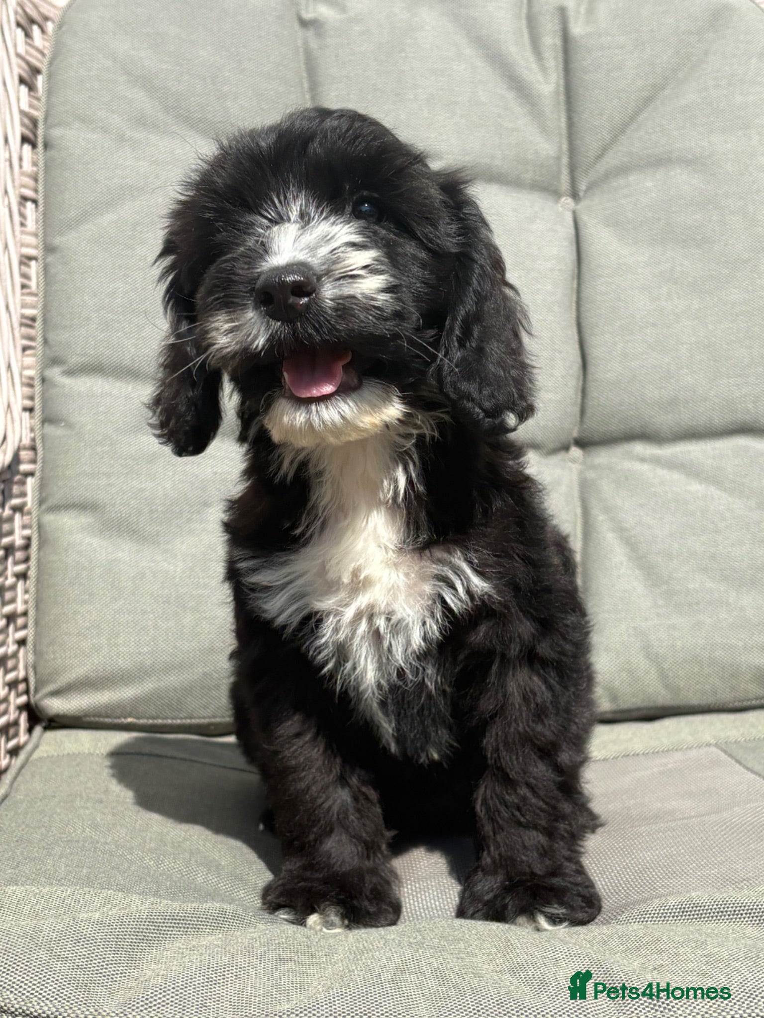 Cockapoo dogs PRA FN CLEAR F1 cockapoo puppies  - Advert 1