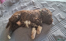 Lagotto Romagnolo dogs for sale: Lagotto Romagnolo, pure breed, KC reg litter - Image 33