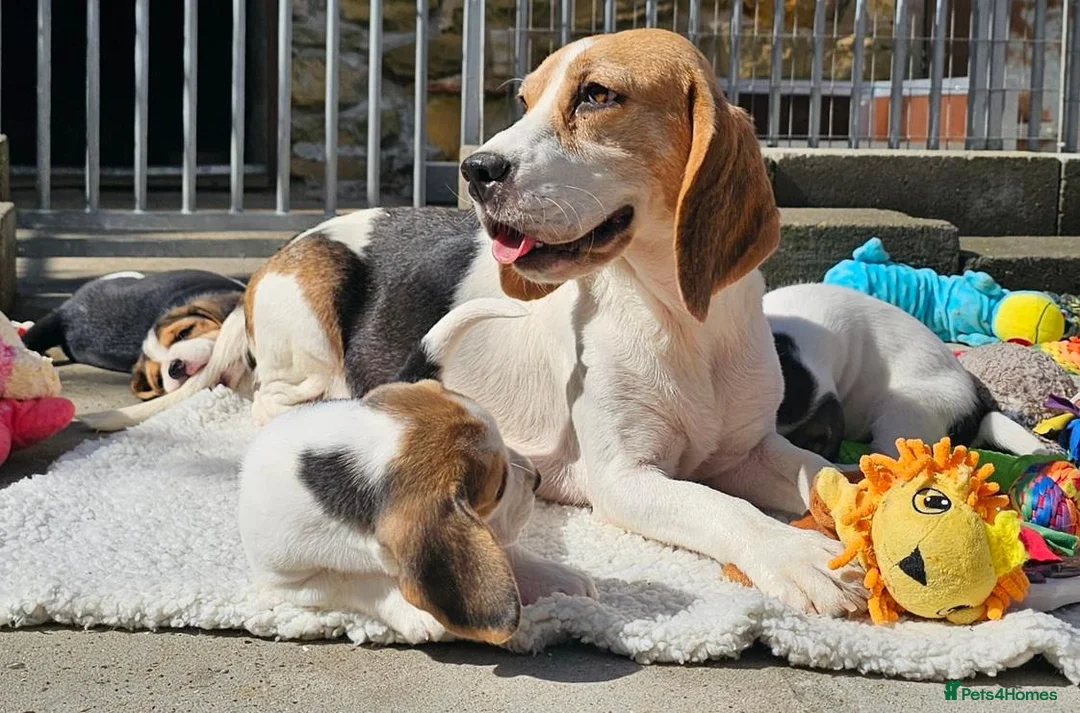 Beagle dogs for sale: Little Beagle Sweetheart, Big Personalities Litter - Advert 1