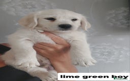 Labradoodle dogs for sale: Beautiful labradoodle pups  - Image 11