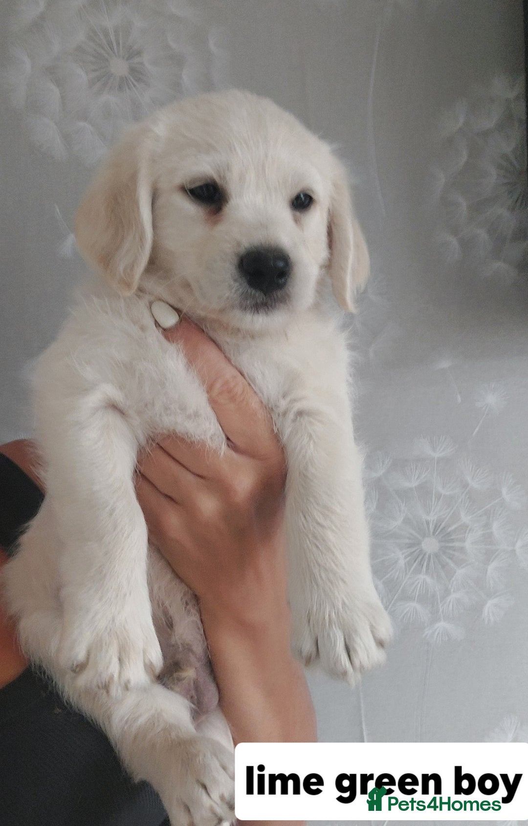 Labradoodle dogs for sale: Beautiful labradoodle pups  - Image 11