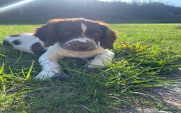 English Springer Spaniel dogs for sale: Working Springer Spaniel Pups - Image 5