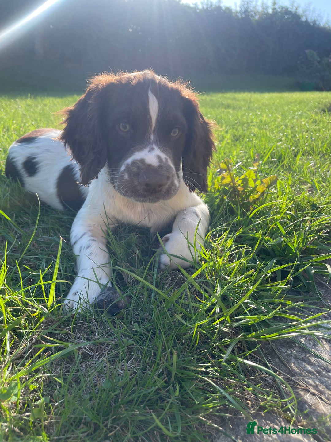 English Springer Spaniel dogs for sale: Working Springer Spaniel Pups - Image 5