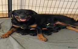 Rottweiler dogs for sale: KC Registered Rottweiler Puppies - Image 11