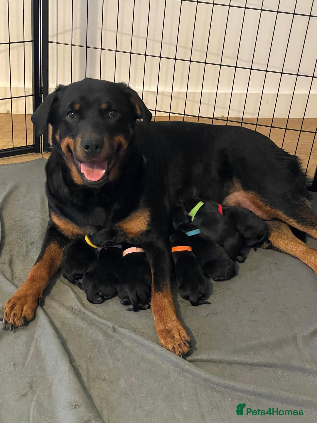 Rottweiler dogs for sale: KC Registered Rottweiler Puppies - Image 11