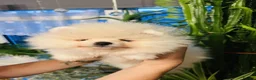 Pomeranian dogs for sale: Pure Pomeranians ready now! in Castleford - Advert 3