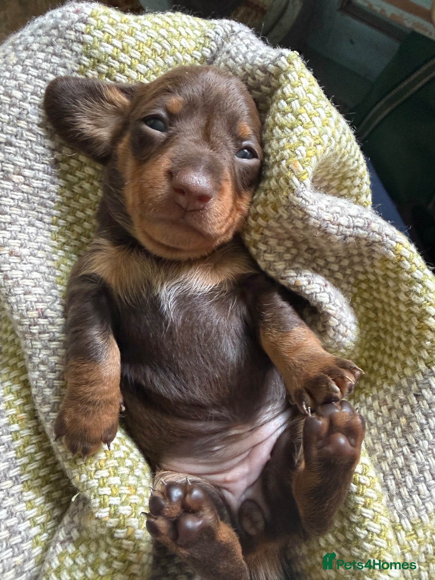 Miniature Dachshund dogs Stunning miniature dachshund puppies  - Advert 2
