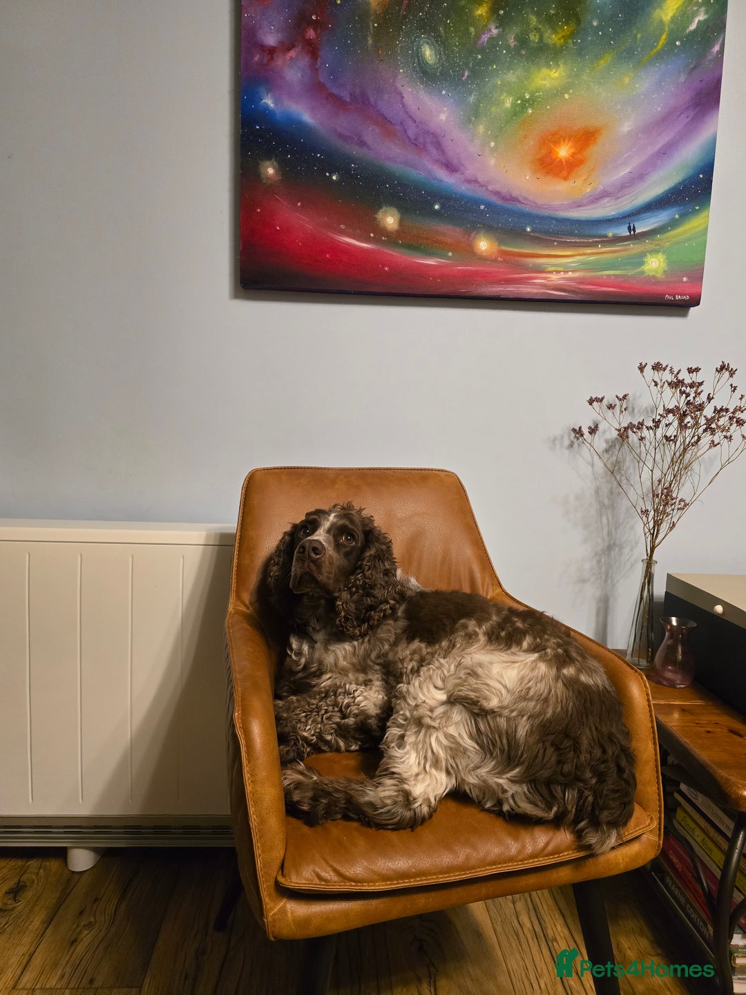 Sprocker dogs for sale: Our Sprocker Spaniel, Levi - Image 3