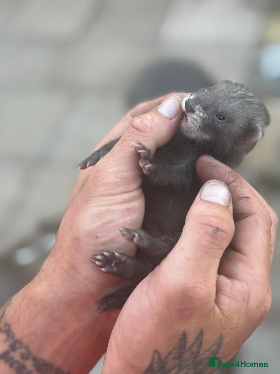 Ferret rodents for sale: Baby ferrets - Image 11