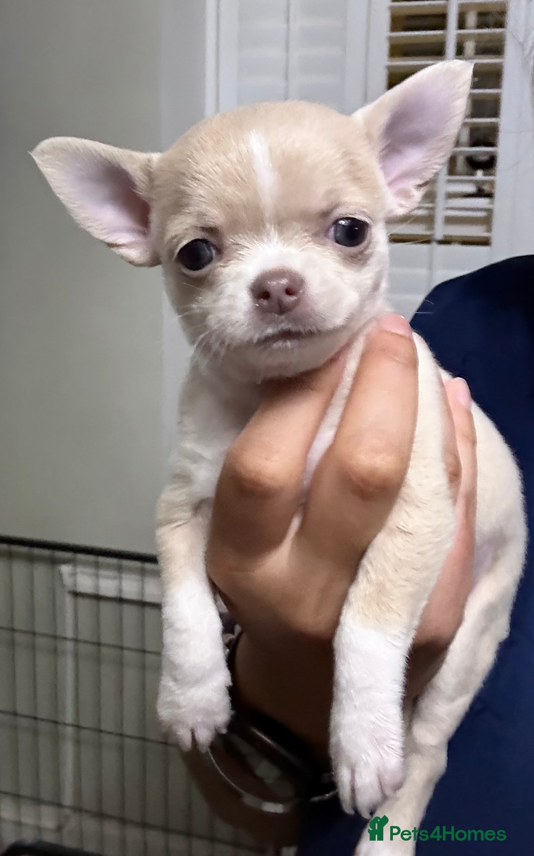 Chihuahua dogs for sale: Exquisite KC Registered Apple Chihuahua Puppies 💖 - Image 33