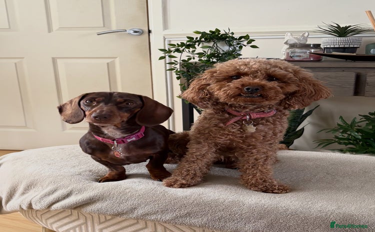 Cavapoo dogs - Advert 1