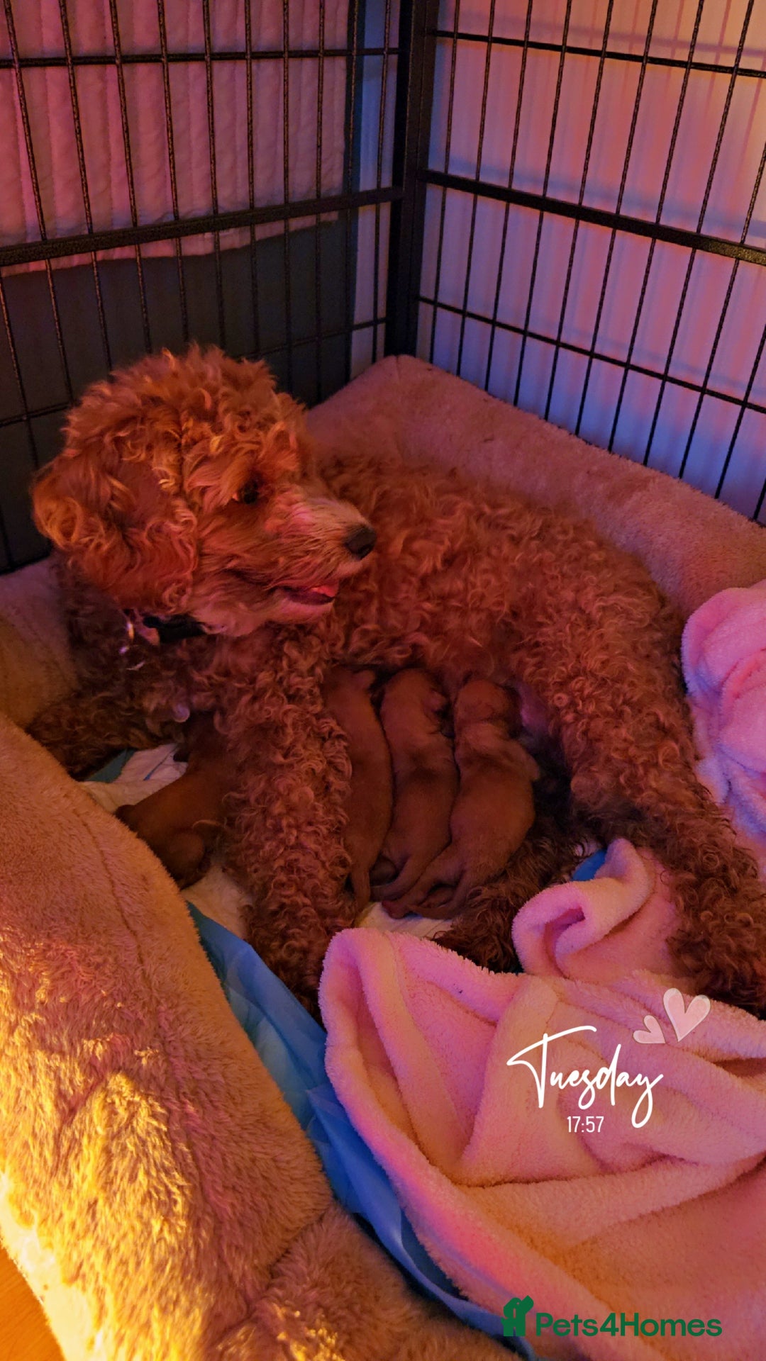 Cavapoo dogs for sale: Gorgeous Cavapoo Puppies  - Advert 3