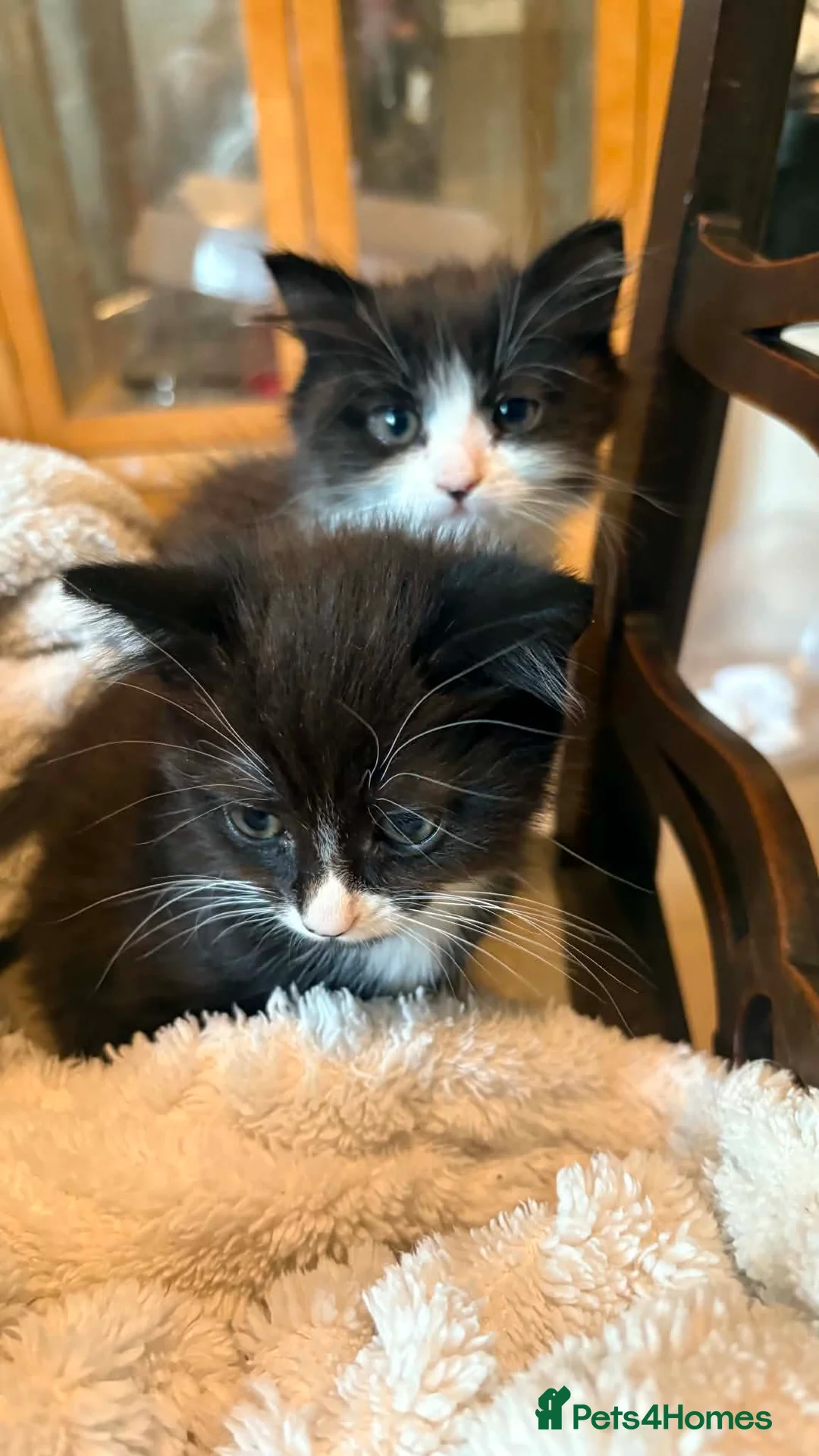 Mixed Breed cats for sale: 2 x adorable kittens in Dudley - Advert 2