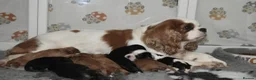 Cavalier King Charles Spaniel dogs for sale: Beautiful Cavalier King Charles Spaniel Puppies in Basingstoke - Advert 14