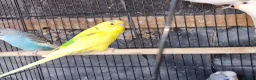 Budgerigars birds for sale: Super silly hand tamed baby budgies  - Advert 13
