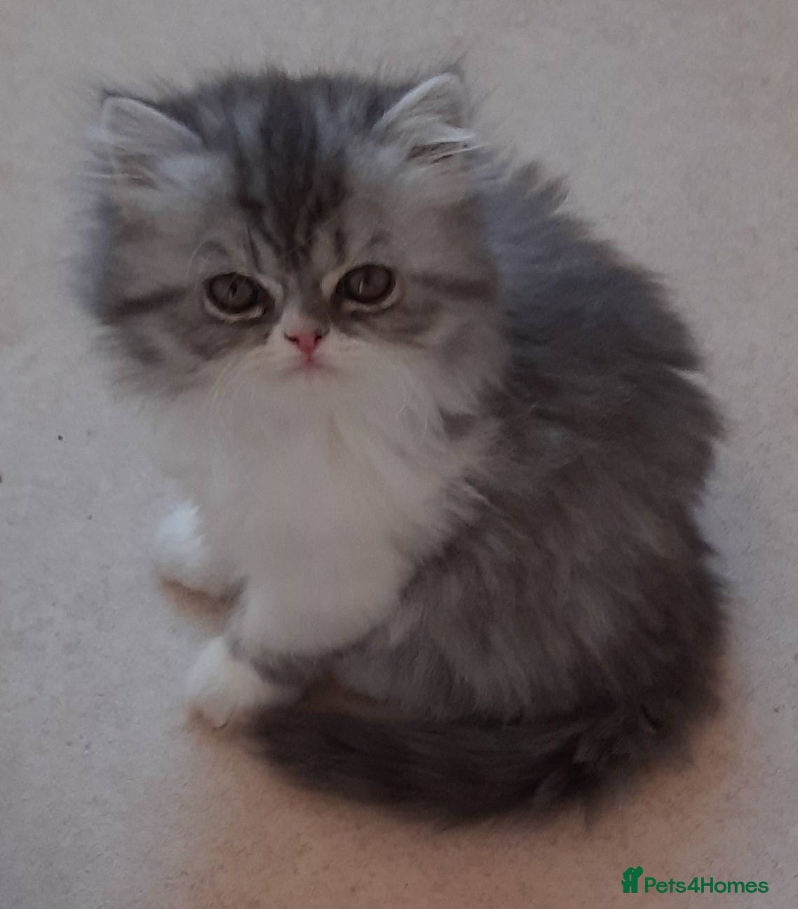 Persian cats GCCF Registered Persian kitten. - Advert 15