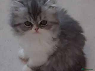 Persian cats GCCF Registered Persian kitten. - Advert 8