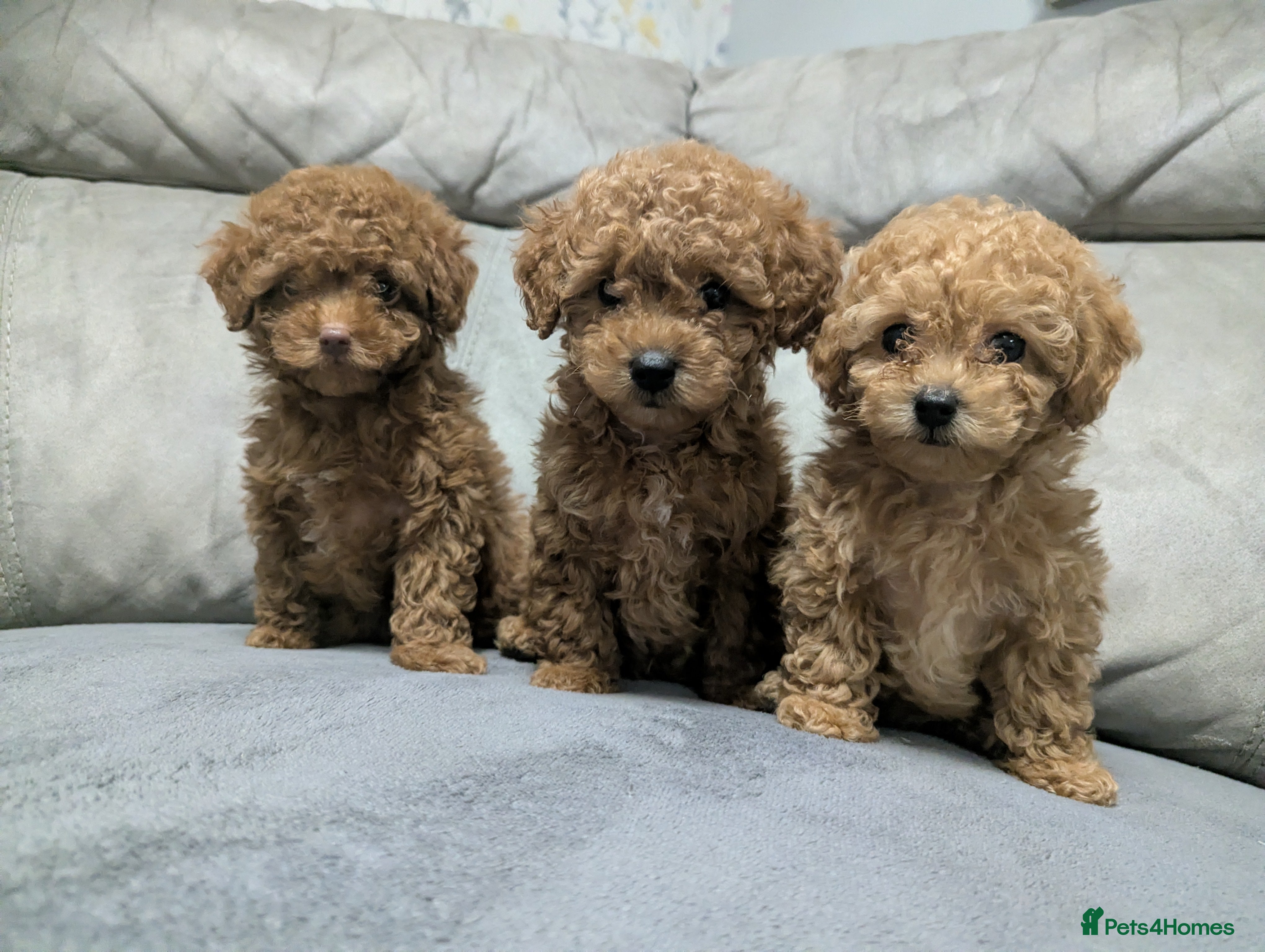 Mixed Breed dogs 🐩Asian Line Poodles- Ready To Leave 🐩  - Advert 12
