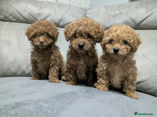 Mixed Breed dogs 🐩Asian Line Poodles- Ready To Leave 🐩 - Advert 12