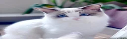 Ragdoll cats for stud: Ragdoll for stud Proven TICA&GCCF Registered💙 in Bristol - Advert 37
