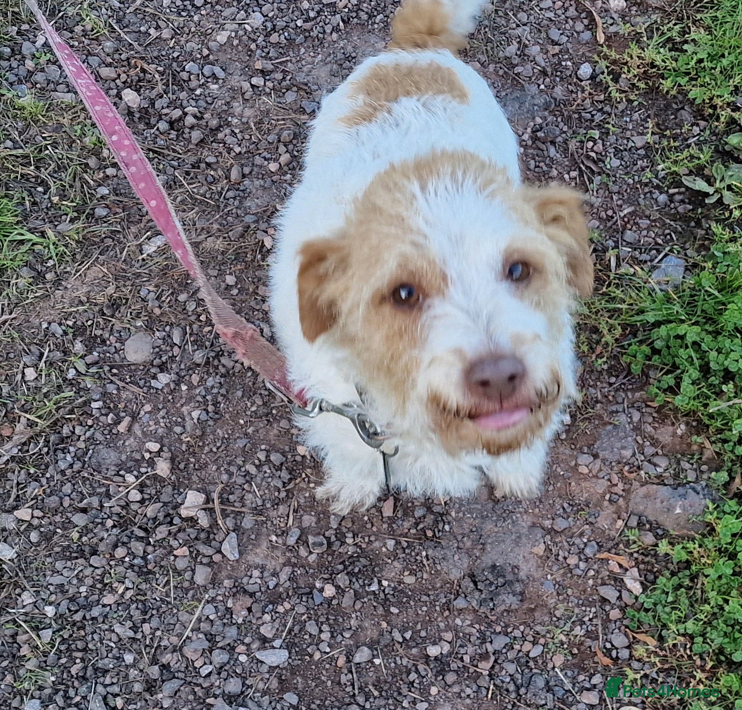 Jack Russell dogs Jack Russell Looking for a Special Home - Advert 1