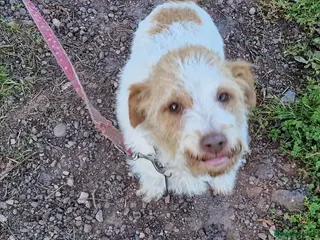 Jack Russell dogs Jack Russell Looking for a Special Home - Advert 1