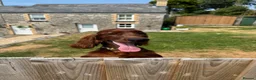 Irish Setter dogs for sale: Irish Setter - 8 months  - Advert 4