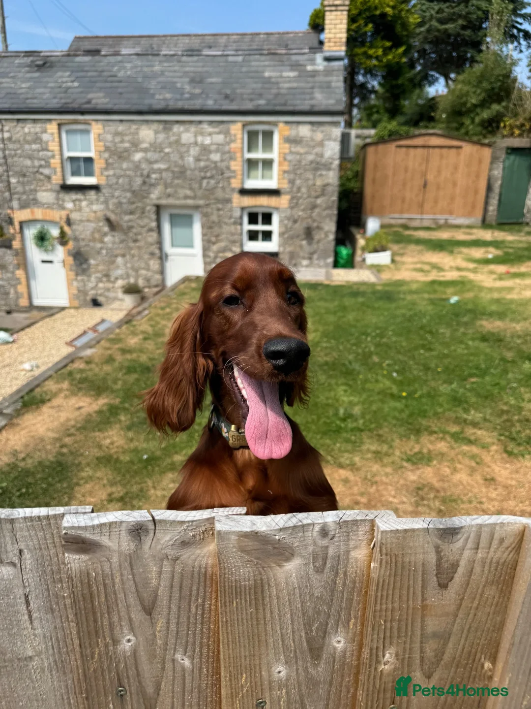 Irish Setter dogs for sale: Irish Setter - 8 months  - Advert 4