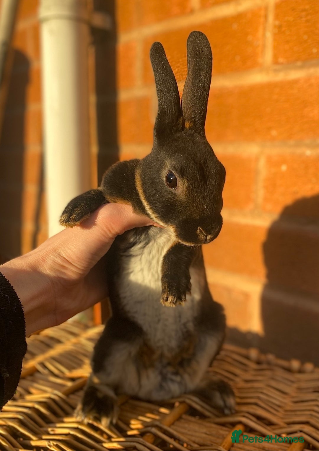 Rex rabbits for sale: Female & male otter/BEW mini rex rabbits  - Image 8