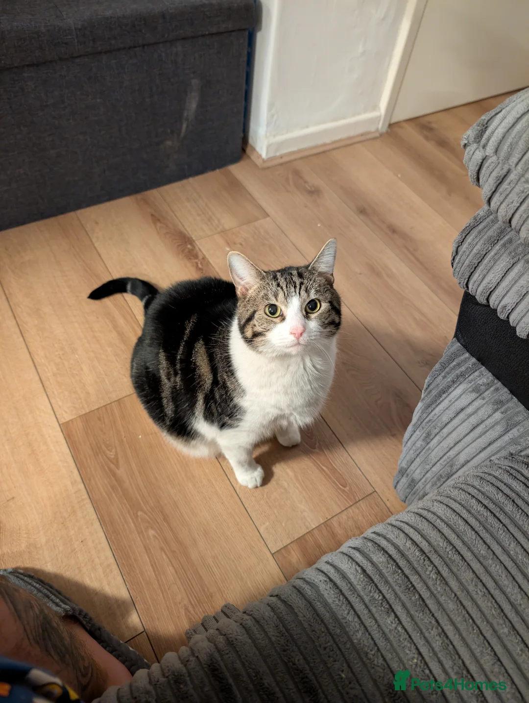 Mixed Breed cats for sale: Super Steve in need of a new home! - Advert 3