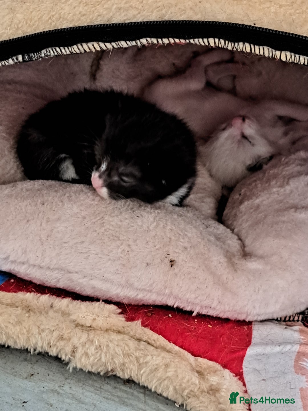 Mixed Breed cats for sale: 2 beautiful Female kittens  - Image 4