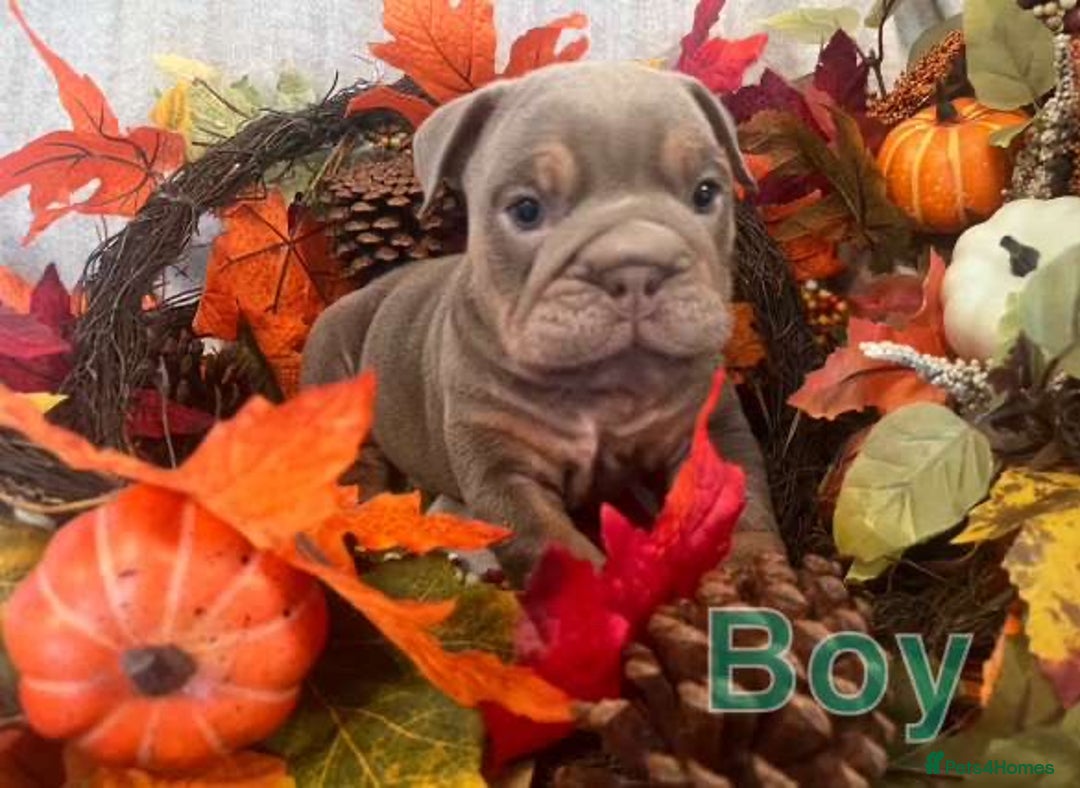 English Bulldog dogs for sale: Isabella and tri English bulldog puppy’s  - Image 13