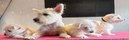 West Highland Terrier dogs for sale: West highland terrier  - Advert 3