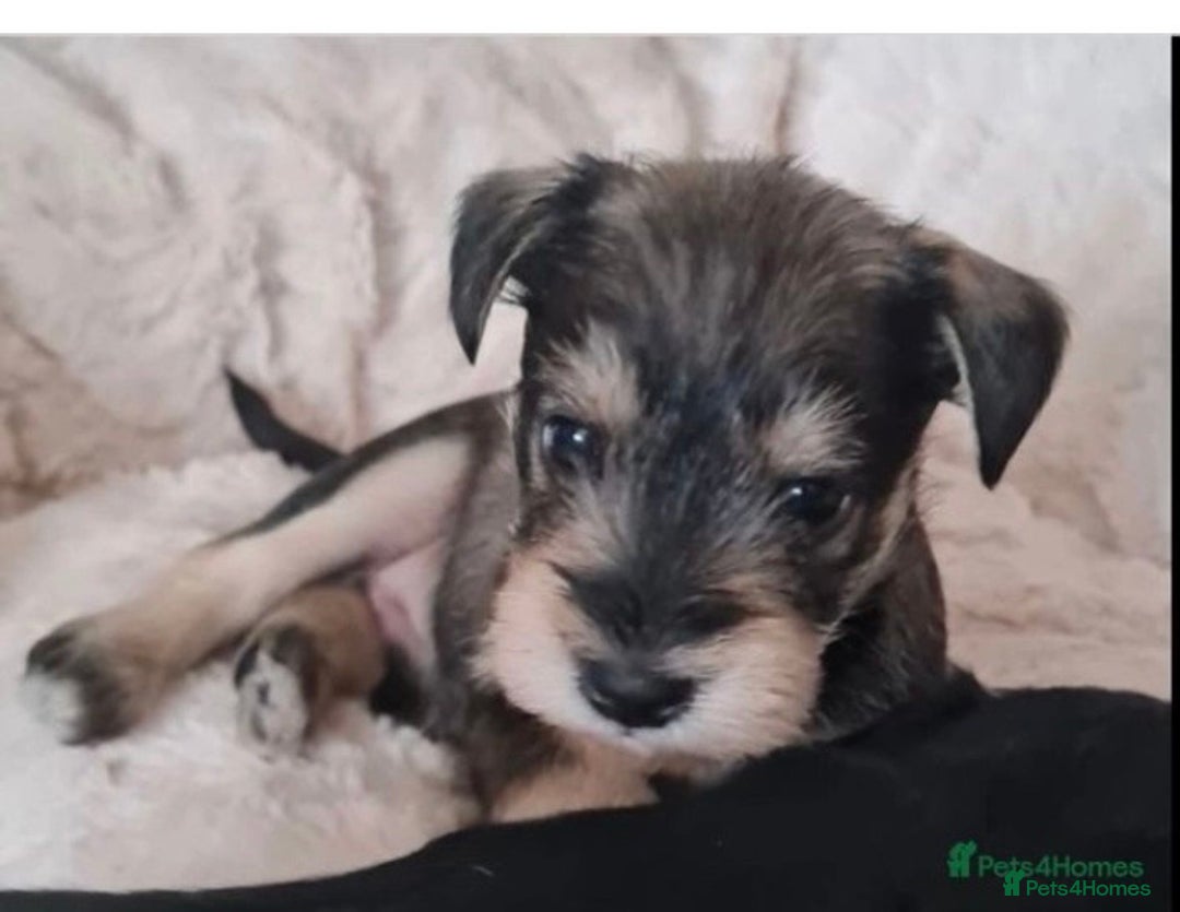 Miniature Schnauzer dogs for stud: KC Reg Choc/White Min Schnauzer MAC +BVA Clear in Coventry - Advert 26