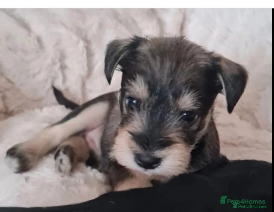 Miniature Schnauzer dogs for stud: KC Reg Choc/White Min Schnauzer MAC +BVA Clear in Coventry - Advert 26