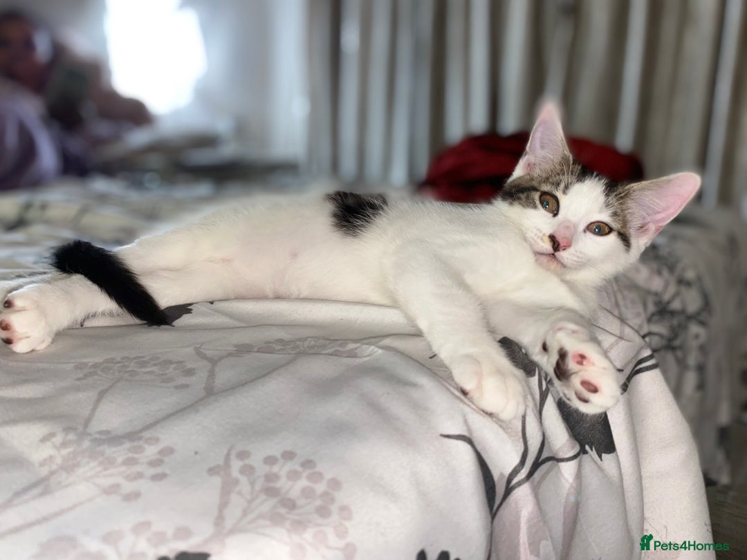 Mixed Breed cats for sale: Beautiful cat half breed (female) - Advert 14