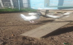 Chickens poultry for sale: roosters for free *frizzle, pekins, polish* - Image 3