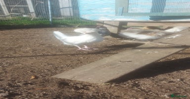 Chickens poultry - Advert 5
