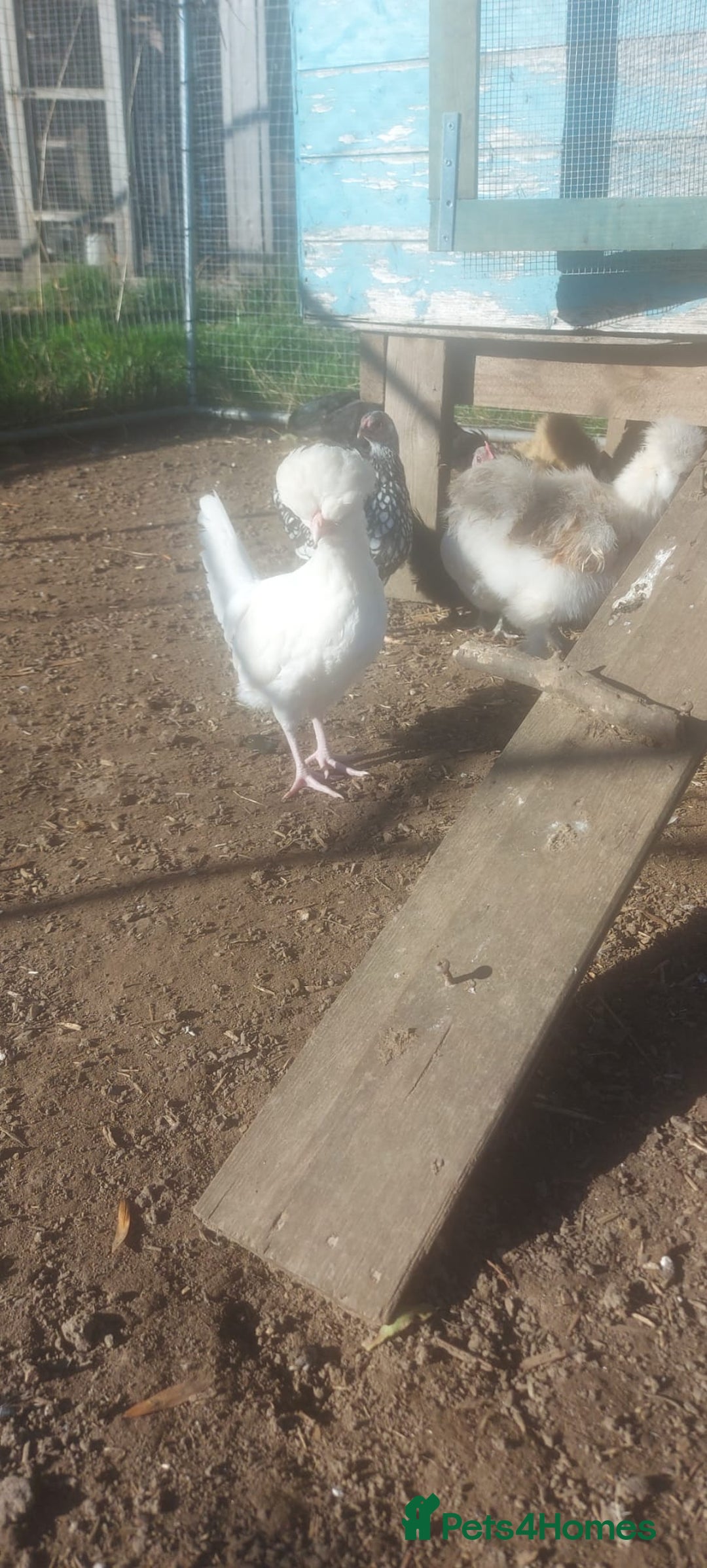 Chickens poultry for sale: roosters for free *frizzle, pekins, polish* - Image 3