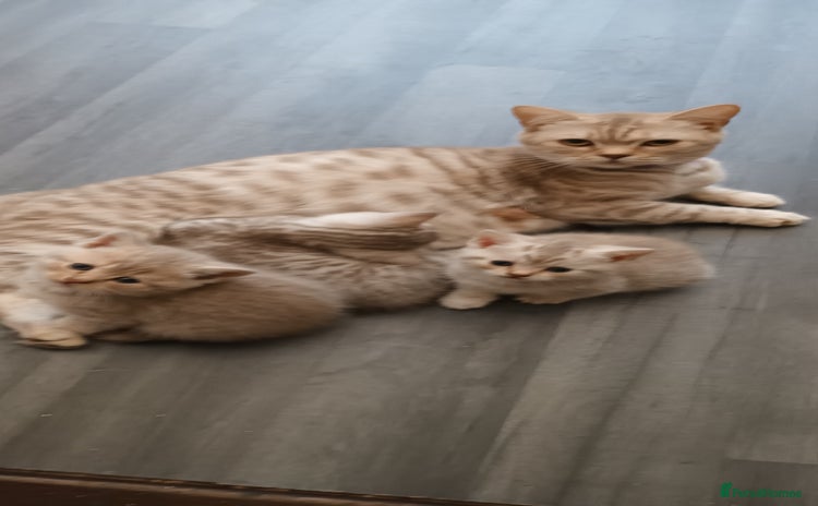 British Shorthair cats - Advert 3
