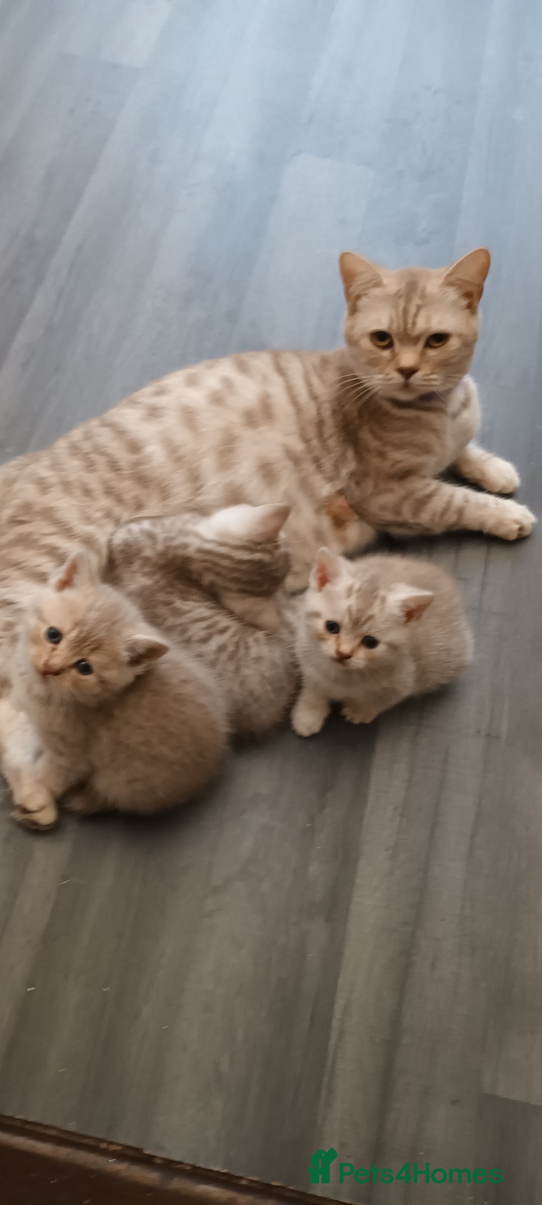 British Shorthair cats for sale: British short hair lilac kittens - Image 1
