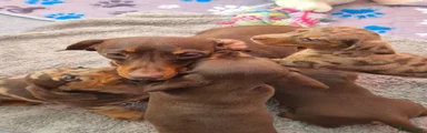 Miniature Dachshund 5