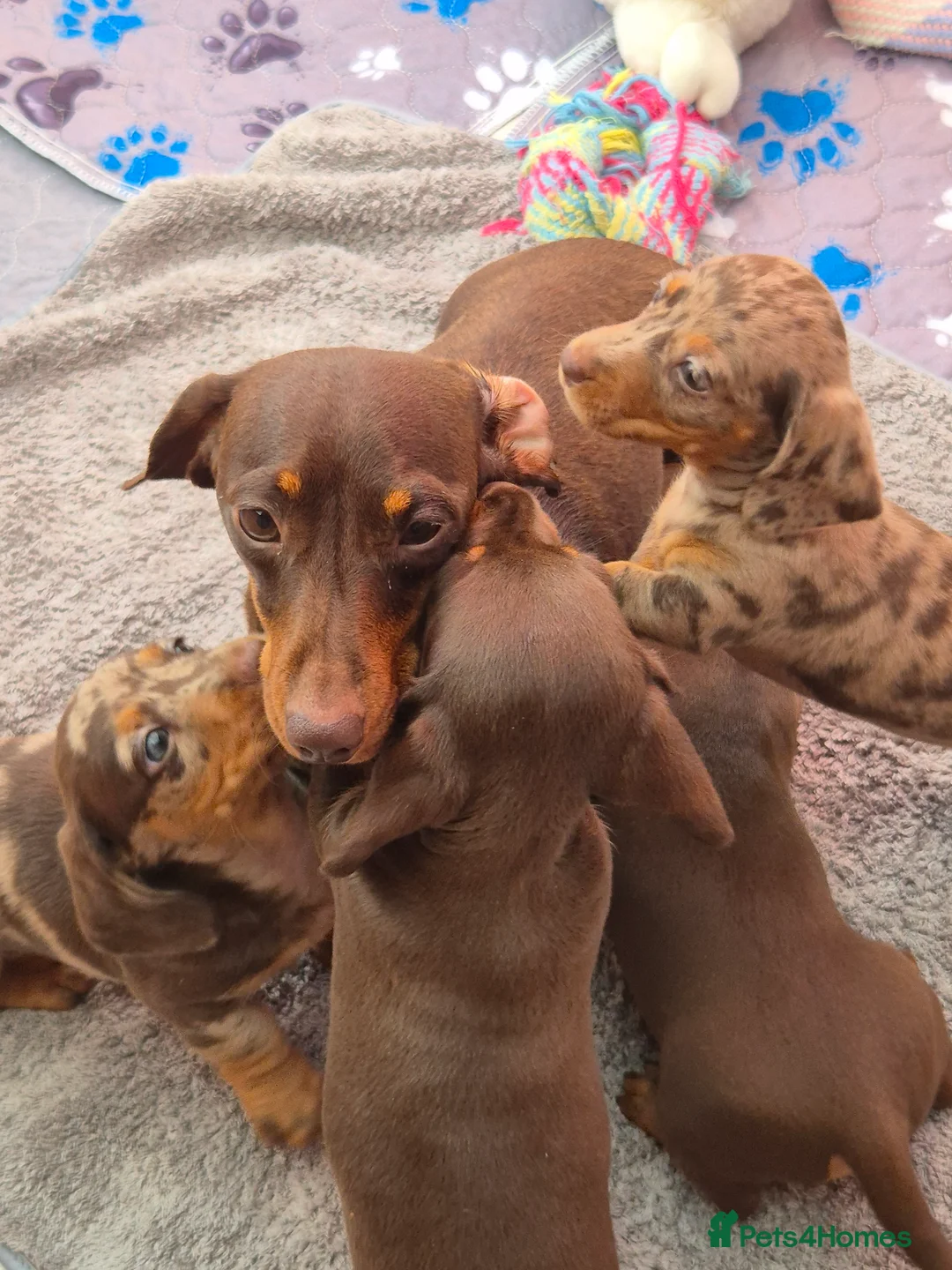 Miniature Dachshund dogs for sale: Beautiful miniature smooth-Haired Dachshunds pups in Cowbridge - Advert 2