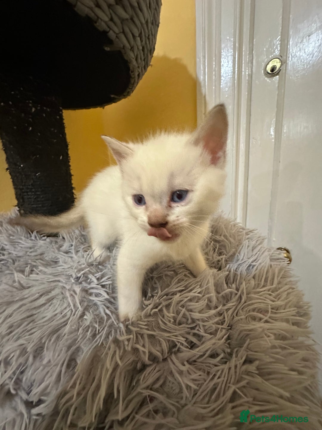 Bengal cats for sale: Stunning GCCF Registered Bengal Kittens  - Advert 3