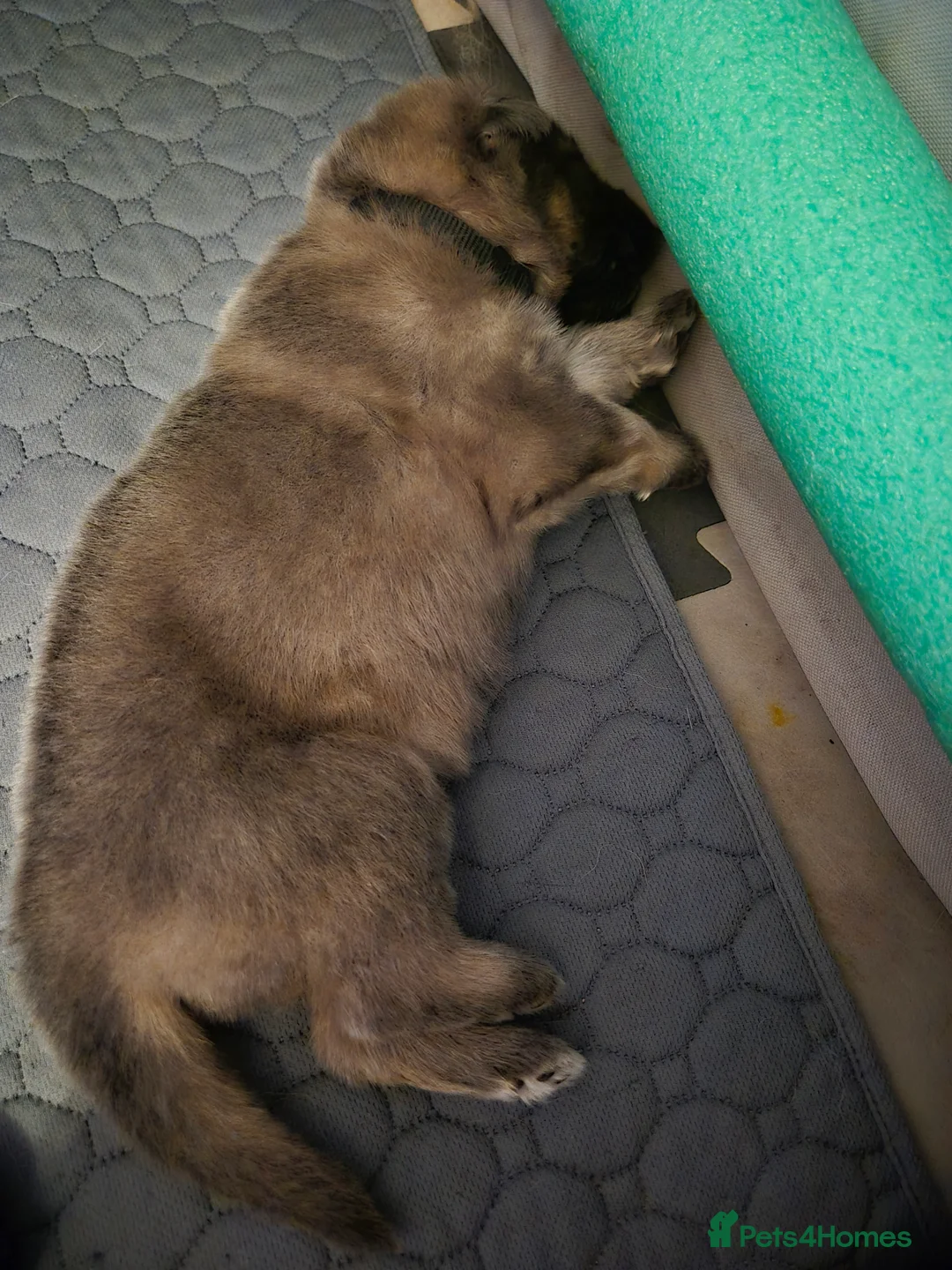 German Shepherd dogs for sale: German shepherd puppies - Advert 2