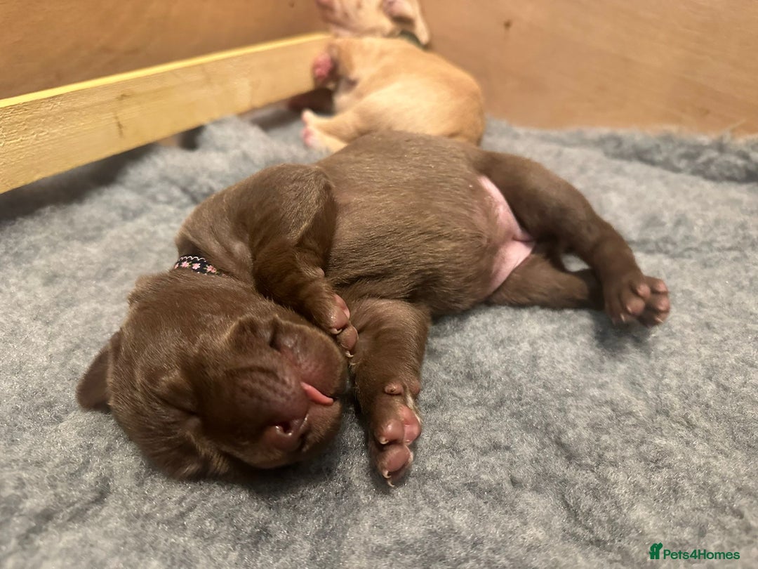 Labrador Retriever dogs for sale: 8 gorgeous chocolate/yellow girl & boy lab pups  - Image 5
