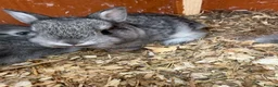 Netherland Dwarf rabbits for sale: Netherland dwarf x Rex  - Advert 5
