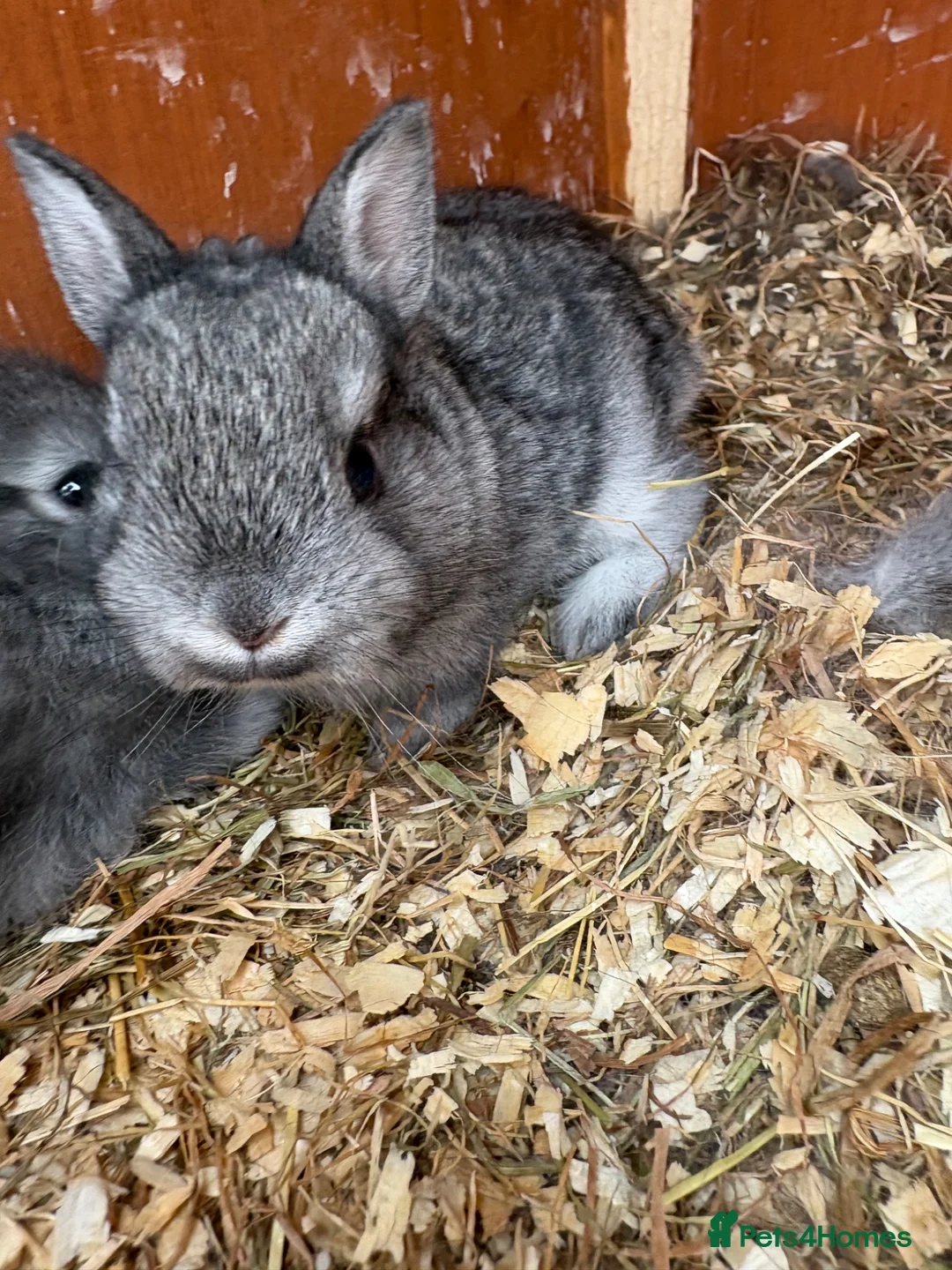 Netherland Dwarf rabbits for sale: Netherland dwarf x Rex  - Advert 5