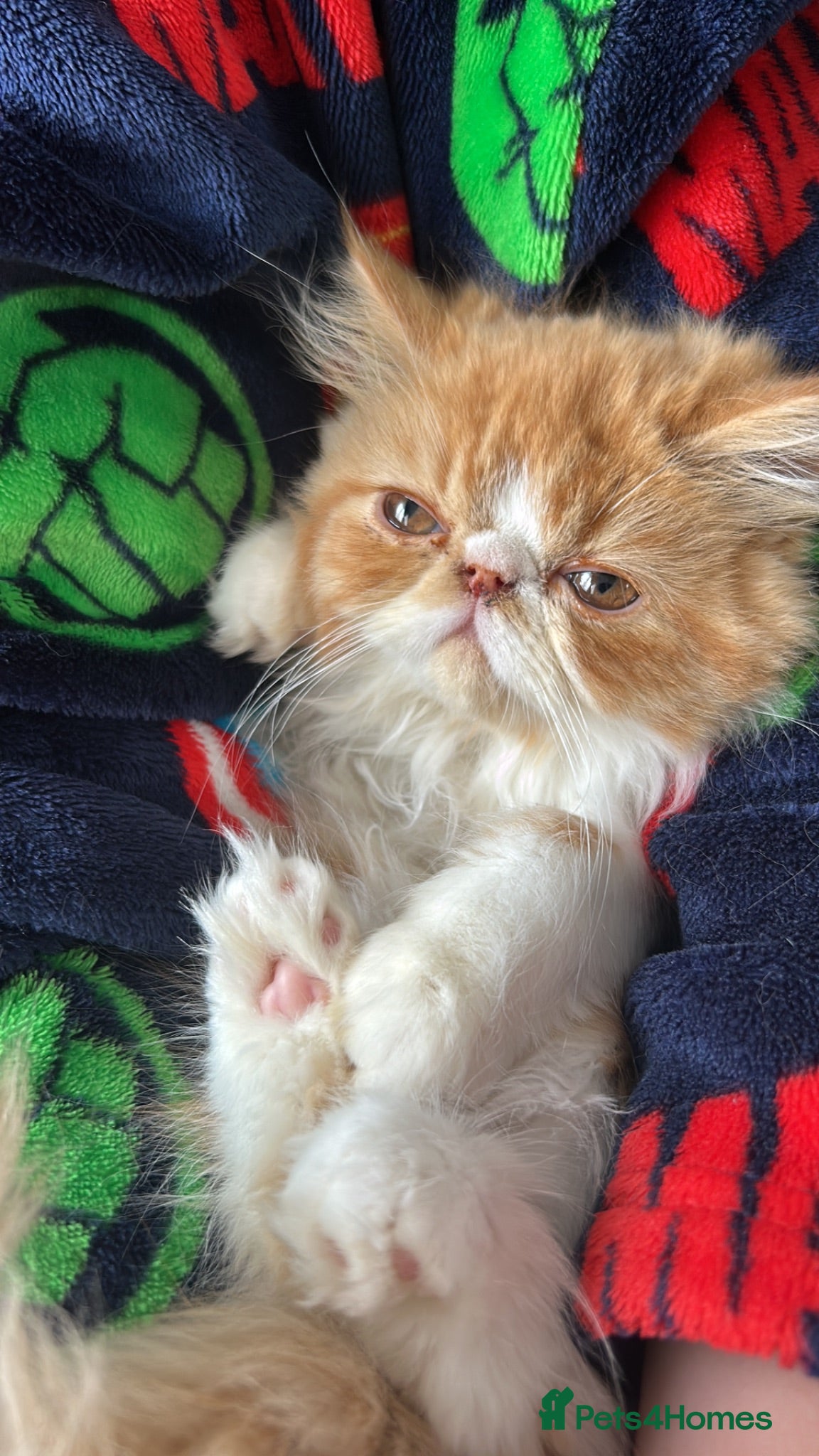 Persian cats  2 beautiful girls left Persian REDUCED £ - Advert 1