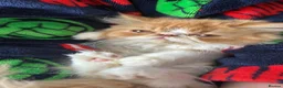 Persian cats for sale:  2 beautiful girls left Persian REDUCED £ - Advert 5